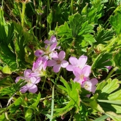 Geranium antrorsum at Dry Plain, NSW - 8 Jan 2023 05:35 PM