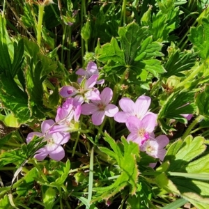 Geranium antrorsum at Dry Plain, NSW - 8 Jan 2023 05:35 PM