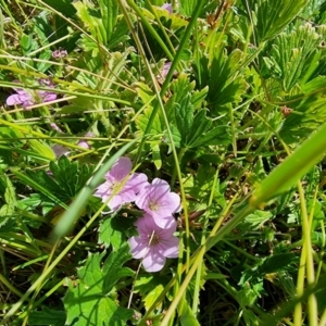 Geranium antrorsum at Dry Plain, NSW - 8 Jan 2023 05:35 PM