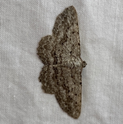 Psilosticha absorpta (Fine-waved Bark Moth) at QPRC LGA - 7 Jan 2023 by Steve_Bok