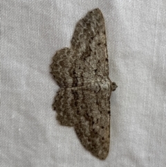 Psilosticha absorpta (Fine-waved Bark Moth) at Jerrabomberra, NSW - 7 Jan 2023 by Steve_Bok