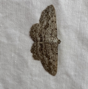 Psilosticha absorpta at suppressed - 8 Jan 2023