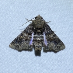 Pataeta carbo (Dark Euteliid) at Jerrabomberra, NSW - 7 Jan 2023 by SteveBorkowskis