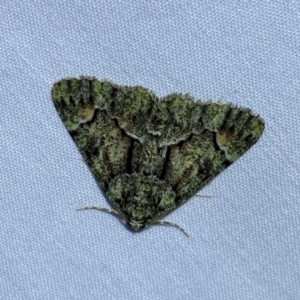 Aeolochroma metarhodata at suppressed - 7 Jan 2023