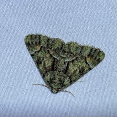 Aeolochroma metarhodata at suppressed - 7 Jan 2023