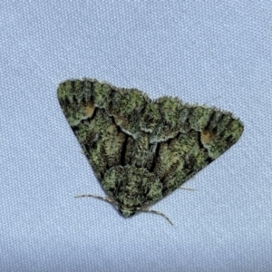 Aeolochroma metarhodata at suppressed - 7 Jan 2023