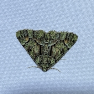 Aeolochroma metarhodata at suppressed - 7 Jan 2023