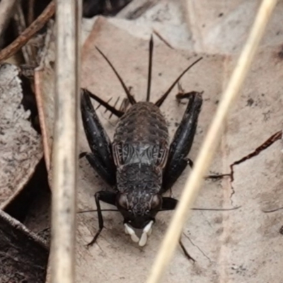 Bobilla killara (Pygmy Cricket) at Vincentia, NSW - 7 Jan 2023 by RobG1