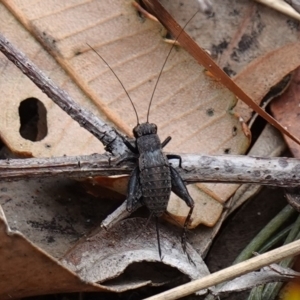 Bobilla killara at Vincentia, NSW - suppressed