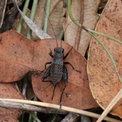 Bobilla killara at Vincentia, NSW - suppressed