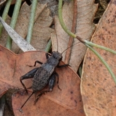 Bobilla killara at Vincentia, NSW - suppressed