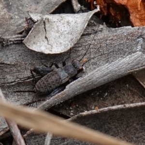 Bobilla killara at Vincentia, NSW - suppressed