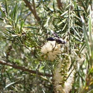 Prionyx sp. (genus) at Murrumbateman, NSW - 8 Jan 2023 10:36 AM