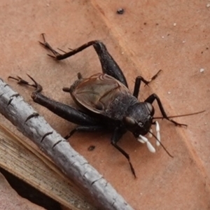 Bobilla killara at Vincentia, NSW - suppressed