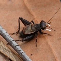 Bobilla killara at Vincentia, NSW - suppressed