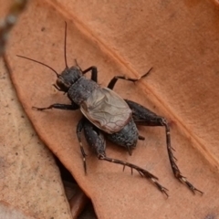 Bobilla killara at Vincentia, NSW - suppressed