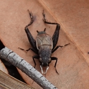 Bobilla killara at Vincentia, NSW - suppressed