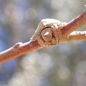 Dolophones sp. (genus) at Murrumbateman, NSW - 8 Jan 2023