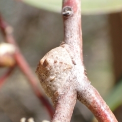 Dolophones sp. (genus) at Murrumbateman, NSW - 8 Jan 2023