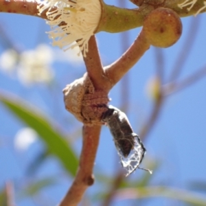 Dolophones sp. (genus) at Murrumbateman, NSW - 8 Jan 2023