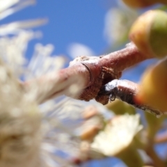 Dolophones sp. (genus) at Murrumbateman, NSW - 8 Jan 2023