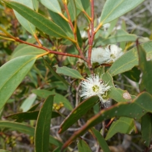 Eucalyptus obstans at Vincentia, NSW - suppressed