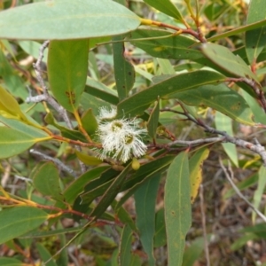 Eucalyptus obstans at Vincentia, NSW - suppressed