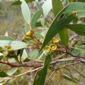 Eucalyptus obstans at Vincentia, NSW - suppressed