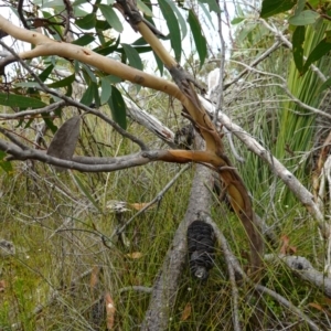 Eucalyptus obstans at Vincentia, NSW - suppressed