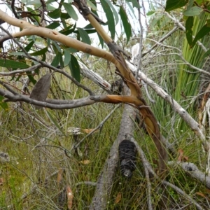 Eucalyptus obstans at Vincentia, NSW - 7 Jan 2023