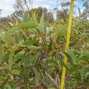 Eucalyptus obstans at Vincentia, NSW - suppressed