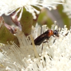 Eurys sp. (genus) (Eurys sawfly) at Murrumbateman, NSW - 7 Jan 2023 by SimoneC