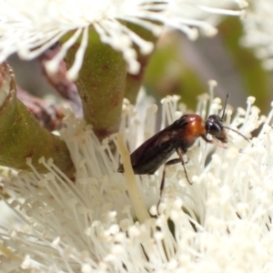 Eurys sp. (genus) at Murrumbateman, NSW - 8 Jan 2023