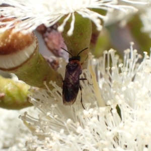 Eurys sp. (genus) at Murrumbateman, NSW - 8 Jan 2023