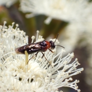 Eurys sp. (genus) at Murrumbateman, NSW - 8 Jan 2023 10:53 AM