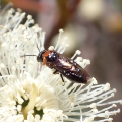 Eurys sp. (genus) at Murrumbateman, NSW - 8 Jan 2023