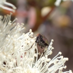 Eurys sp. (genus) at Murrumbateman, NSW - 8 Jan 2023