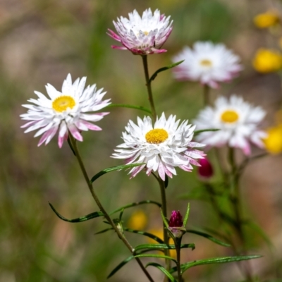 Coronidium waddelliae (Branched Everlasting) at Wingecarribee Local Government Area - 8 Jan 2023 by Aussiegall