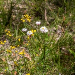 Coronidium waddelliae at Penrose, NSW - 8 Jan 2023