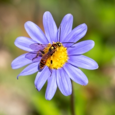 Ichneumonidae (family) (Unidentified ichneumon wasp) at Penrose - 8 Jan 2023 by Aussiegall