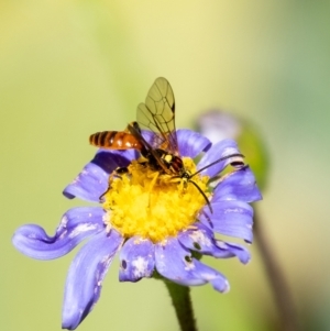 Ichneumonidae (family) at Penrose, NSW - 8 Jan 2023