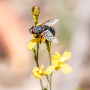 Calliphora vicina at Penrose, NSW - 8 Jan 2023