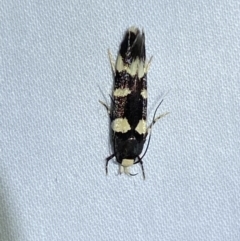 Limnaecia (genus) at suppressed - 1 Jan 2023