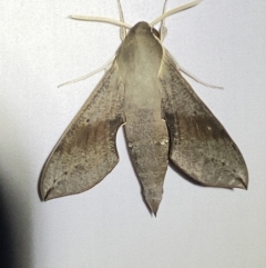 Hippotion scrofa (Coprosma Hawk Moth) at Numeralla, NSW - 31 Dec 2022 by SteveBorkowskis