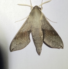 Hippotion scrofa (Coprosma Hawk Moth) at Numeralla, NSW - 31 Dec 2022 by Steve_Bok