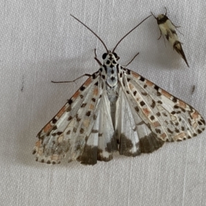 Utetheisa pulchelloides at Numeralla, NSW - suppressed