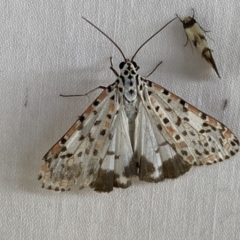 Utetheisa pulchelloides (Heliotrope Moth) at Numeralla, NSW - 31 Dec 2022 by Steve_Bok