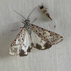 Utetheisa pulchelloides at Numeralla, NSW - suppressed