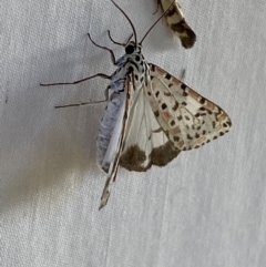 Utetheisa pulchelloides at Numeralla, NSW - suppressed