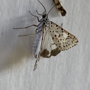 Utetheisa pulchelloides at Numeralla, NSW - suppressed